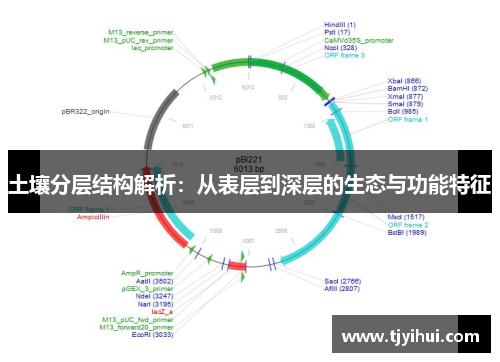 土壤分层结构解析：从表层到深层的生态与功能特征